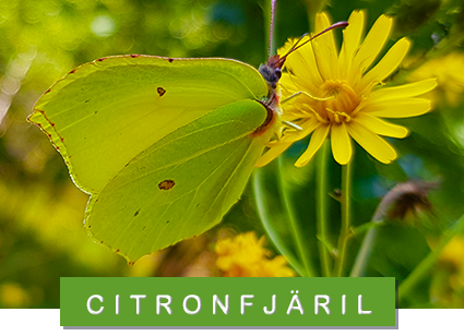 citronfjäril