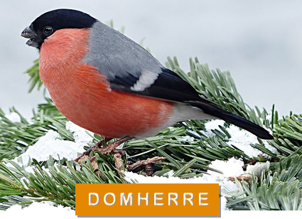 Foto: pixabay/creativecommons domherre