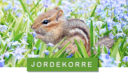 Foto: pixabay/creativecommons söt jordekorre