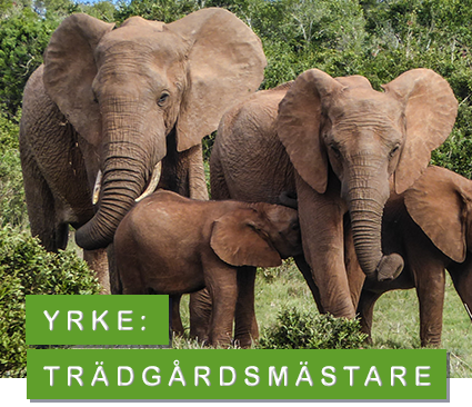 foto: pixabay elefant - trädgårdsmästare