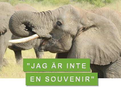 Foto:pixabay/creativecommons elefant