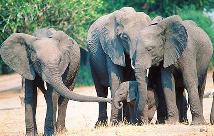 © Martin Harvey / WWF elefanter