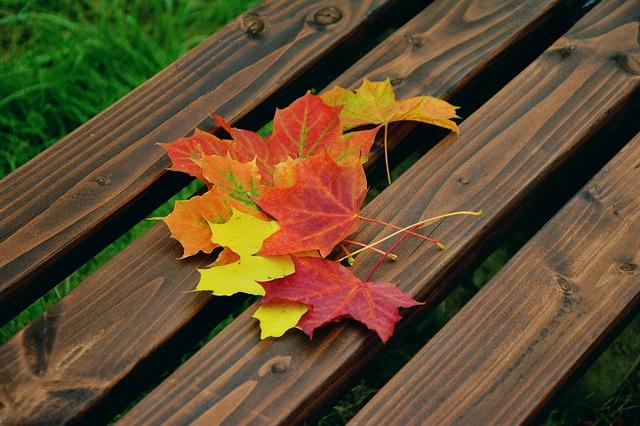 Foto: Pixabay Höstlöv