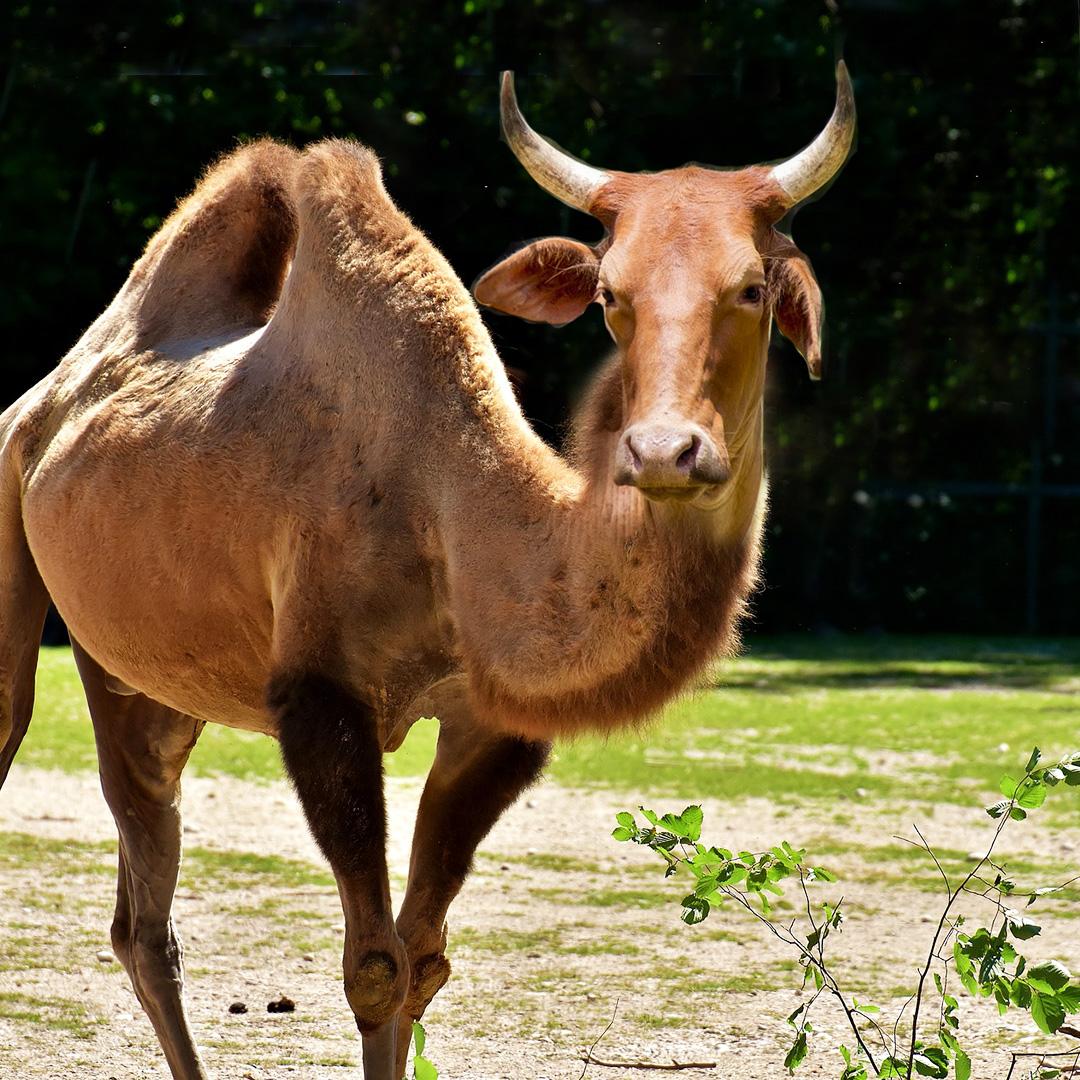 kamel med kohuvud