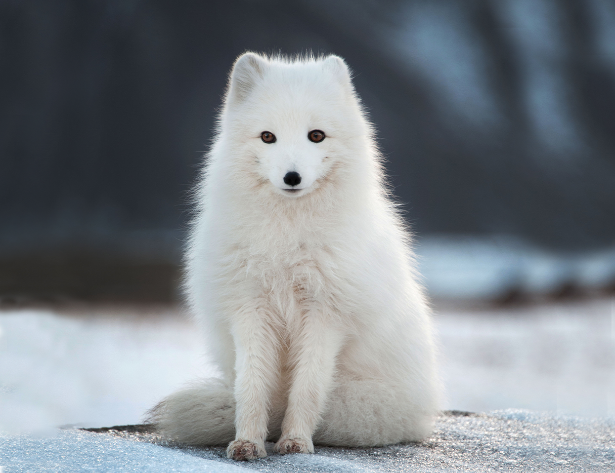 Shutterstock / PICARD Gweg / WWF Fjällräv