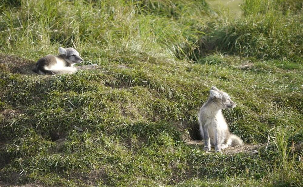 © Tom Arnbom / WWF-Sweden Rävlya