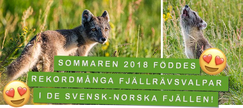 © Ola Jennersten / WWF-Sweden 2018 föddes rekordmånga fjällrävsvalpar