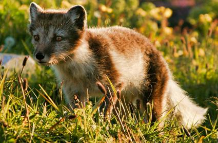 foto: pixabay fjällräv på sommaren