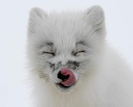 © Dmitry Deshevykh / WWF-Russia fjällräv