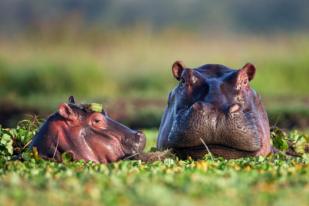 © naturepl.com/Anup Shah/WWF Flodhästar