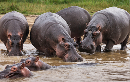 © Brent Stirton / Reportage for Getty Images / WWF flodhästar