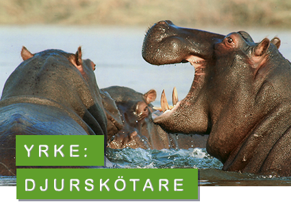 foto: pixabay flodhäst - djurskötare