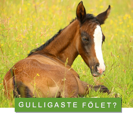 Foto: pixabay/creativecommons föl