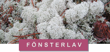 fönsterlav