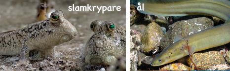 Slamkrypare, ål