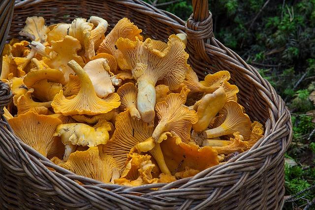 Foto: Pixabay Kantareller