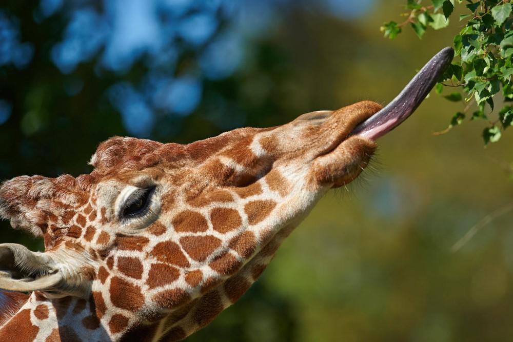 Foto: Ola Jennersten/WWF-Sweden Giraff tunga
