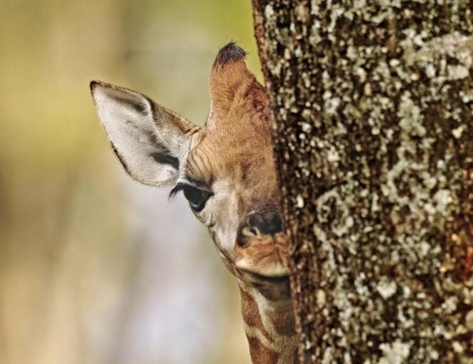 Foto: Martin Harvey/WWF Giraff