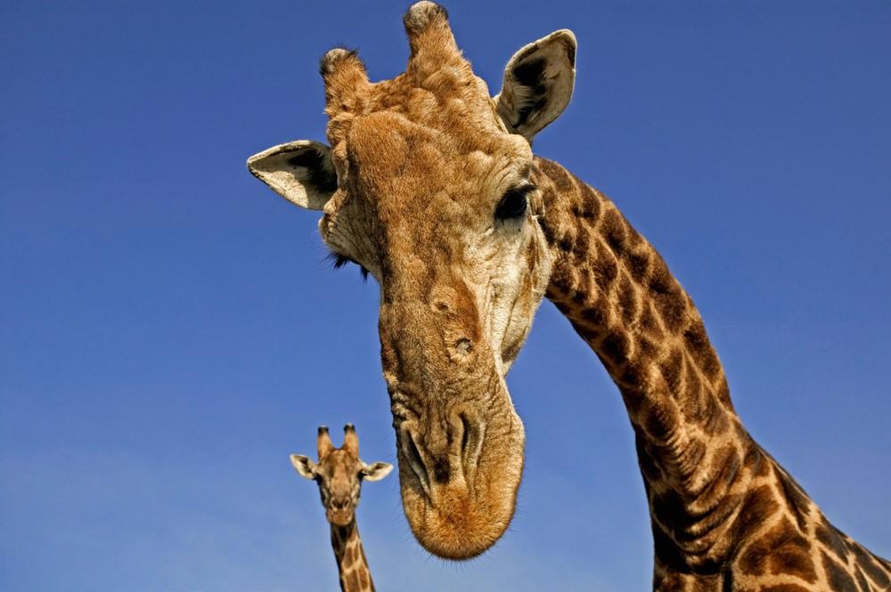 Foto: Martin Harvey/WWF Giraffer