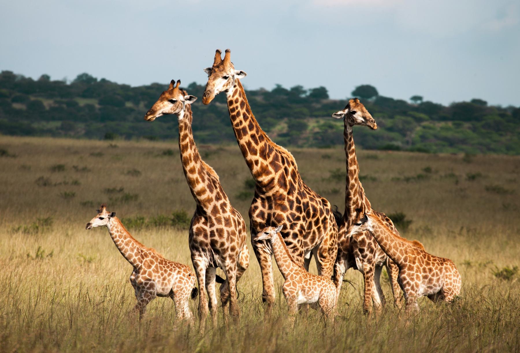 Foto: Shutterstock/Craig Fraser/WWF-Sweden Giraffer