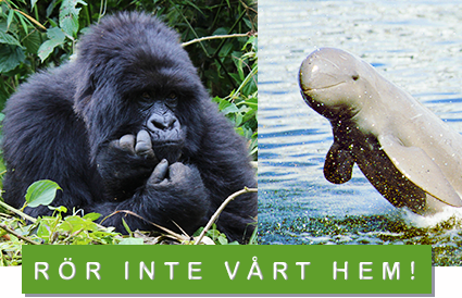 © Scott Masciarelli © naturepl.com / Roland Seitre / WWF bergsgorilla och floddelfin