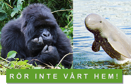 bergsgorilla och floddelfin