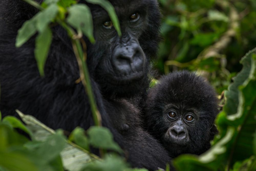 © Brent Stirton/Reportage for Getty Images/WWF Gorillor