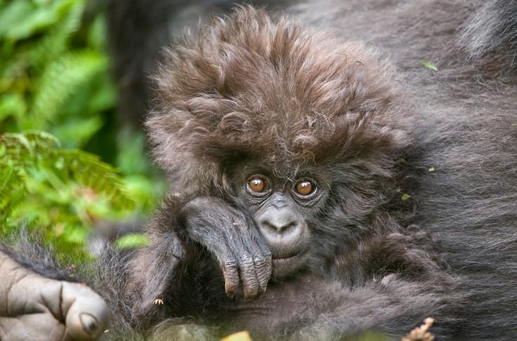 Foto: Andy Rouse Gorilla
