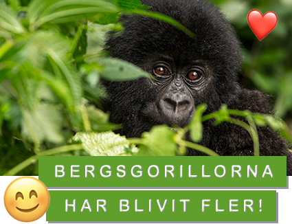 ©-Paul-Robinson Bergsgorillorna har blivit fler!