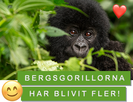 Bergsgorillorna har blivit fler!