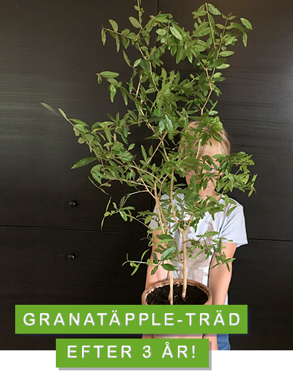 granatäpple-träd