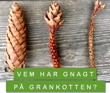 @ Germund Sellgren kottar med gnag