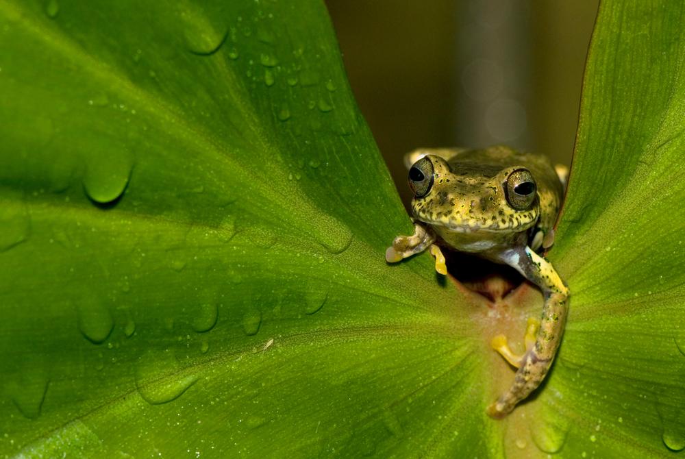 © naturepl.com/Edwin Giesbers/WWF Groda