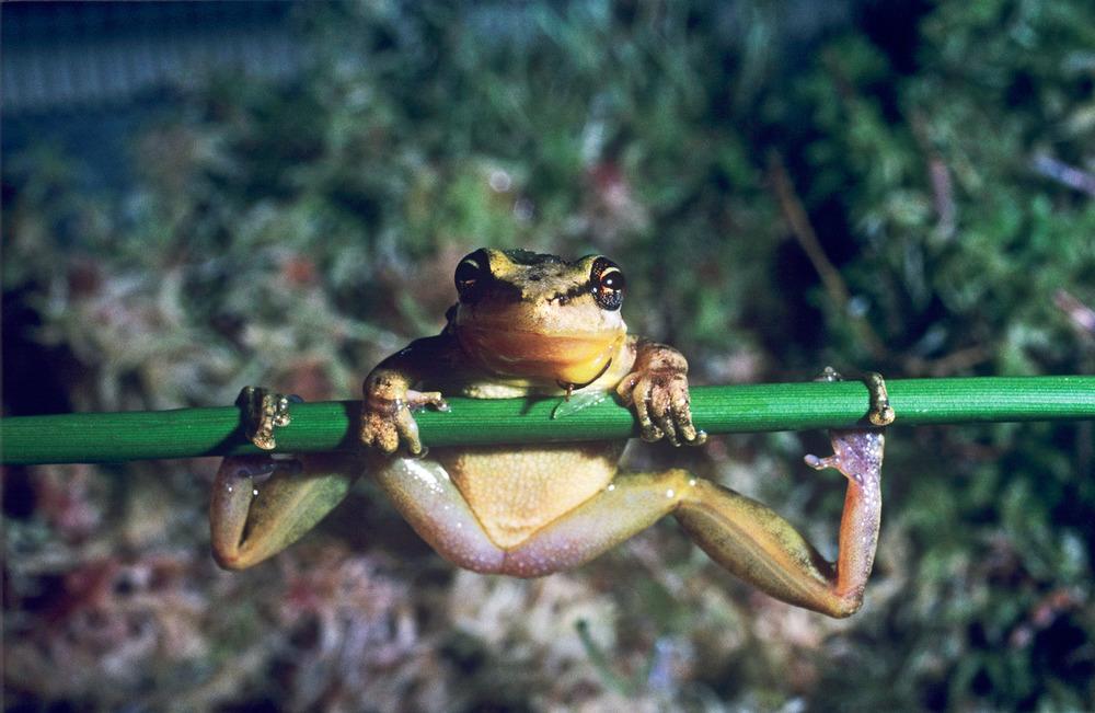 © David Lawson/WWF-UK Groda