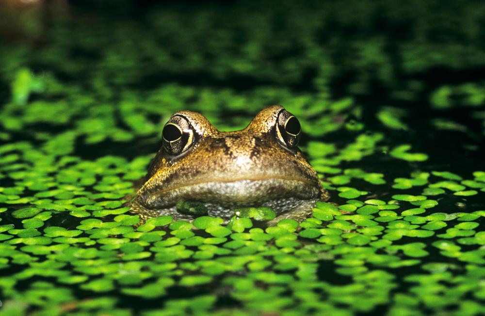 © David Lawson/WWF-UK Groda