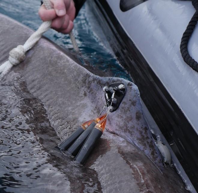© Tom Arnbom / WWF Märkning av håkäring