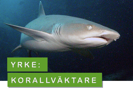 Foto: NOAA / CreativeCommons haj - korallväktare
