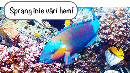 foto: pixabay/creativecommons Papegojfisk