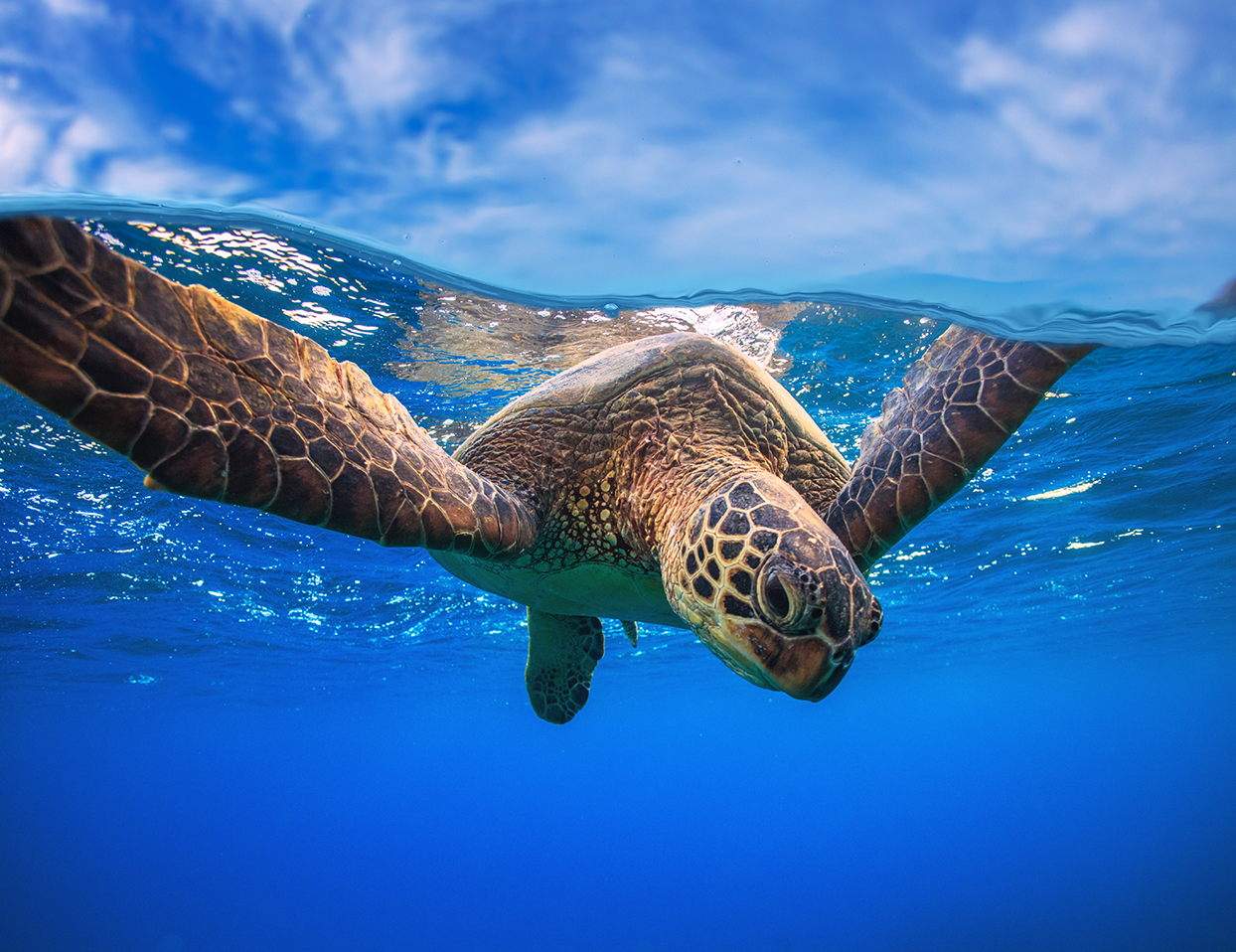 Shutterstock / Willyam Bradberry / WWF- Sweden Havssköldpadda