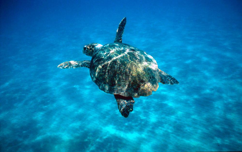 © Michel Gunther / WWF havssköldpadda