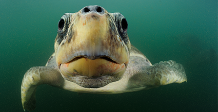 Gullig havssköldpadda