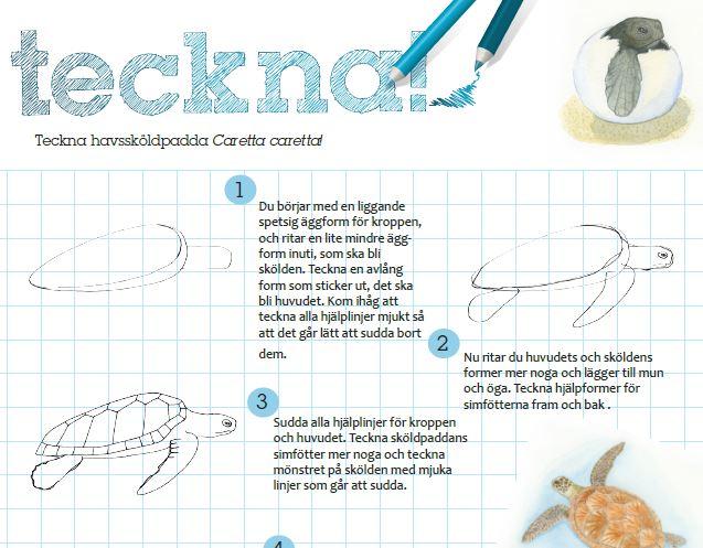 teckna havssköldpadda
