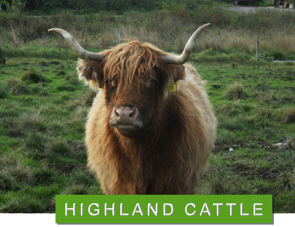 © My Andersson / WWF Highland cattle