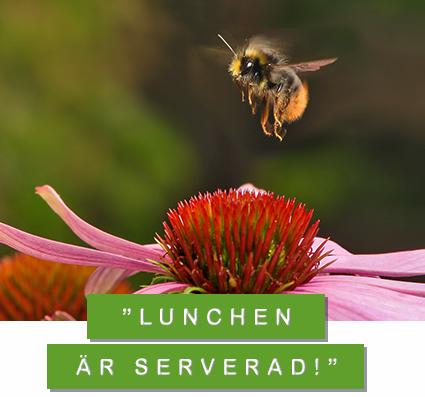 Foto: pixabay/creativecommons humla