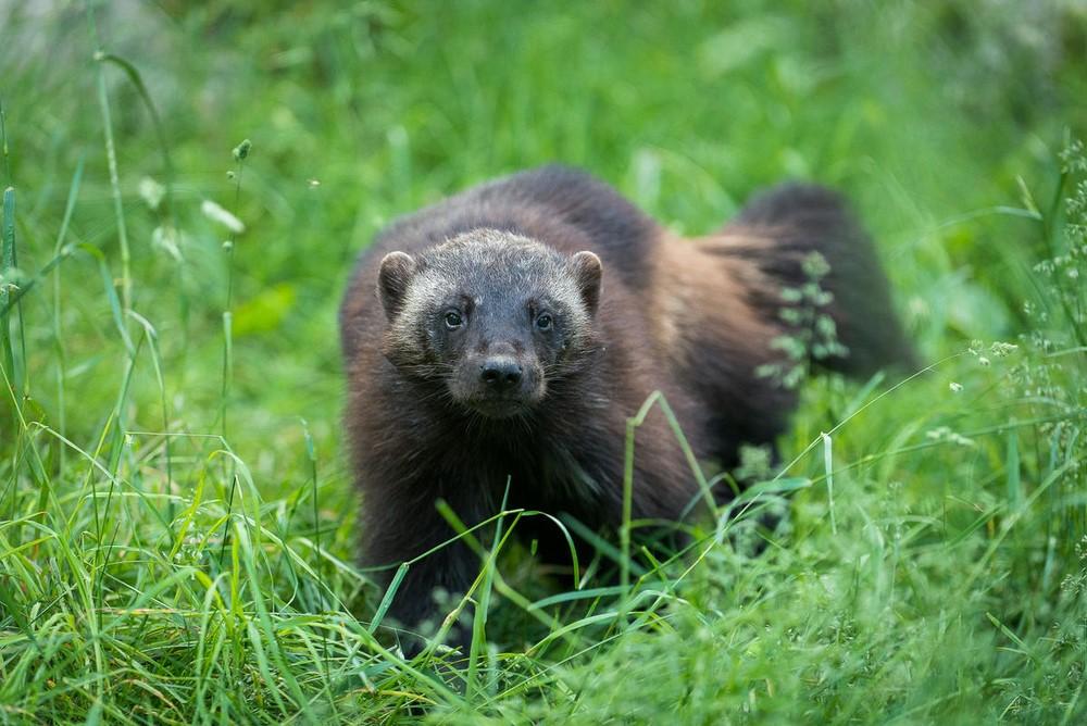 Foto: Ola Jennersten/WWF-Sweden Järv