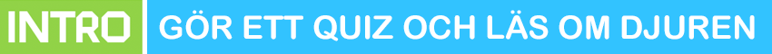 Kartongmatchen intro: gör ett quiz och läs om djuren