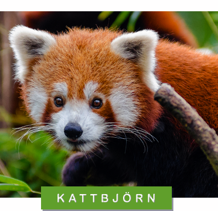 foto: pixabay/creativecommons kattbjörn