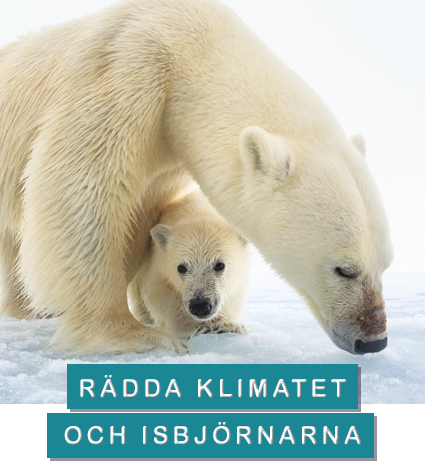 © naturepl.com / Tony Wu / WWF isbjörn