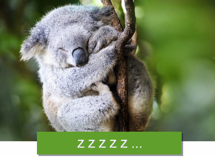 sovande koala
