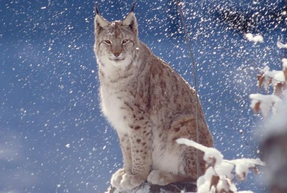 Foto: Roger Leguen/WWF Lodjur